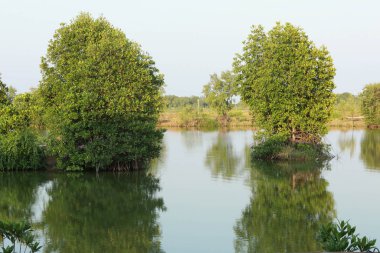 Denize yakın bataklıktaki Mangrove ağaçları, Tayland