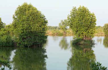 Denize yakın bataklıktaki Mangrove ağaçları, Tayland