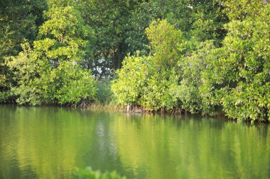 Denize yakın bataklıktaki Mangrove ağaçları, Tayland