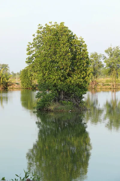 Мангровые деревья на болоте рядом с морем, Таиланд — стоковое фото
