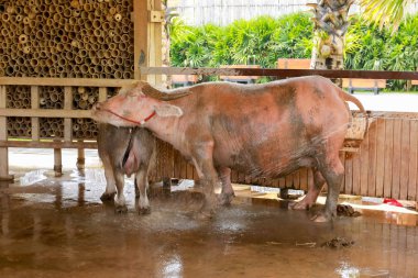 Pembe bufalo veya Albino bufalosu, Tayland