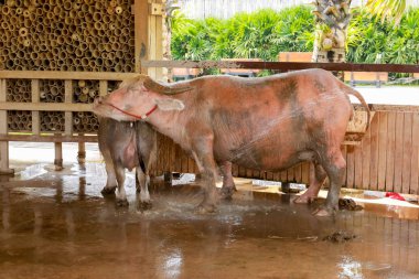 Pembe bufalo veya Albino bufalosu, Tayland