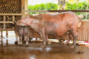 Pembe bufalo veya Albino bufalosu, Tayland