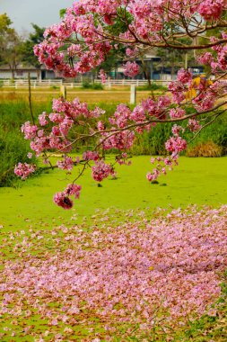 Pink trumpet tree flowers beside the canal