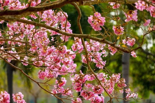 Fleurs de trompette rose au bord du canal — Photo