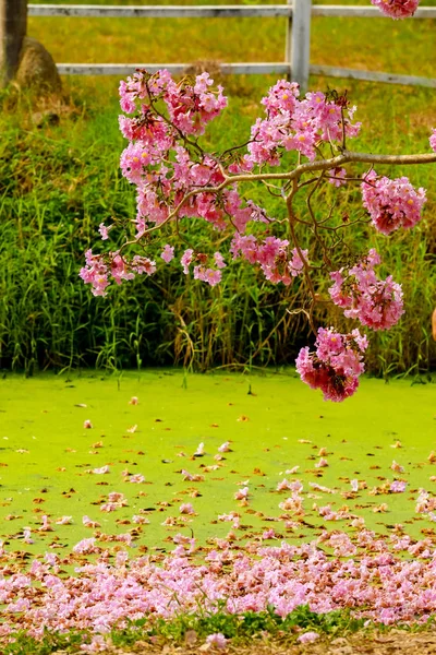 Roze trompetboom bloemen naast het kanaal — Stockfoto