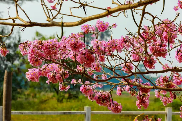 Trompete rosa flores árvore ao lado do canal — Fotografia de Stock