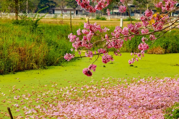 Ροζ λουλούδια τρομπέτα δίπλα στο κανάλι — Φωτογραφία Αρχείου