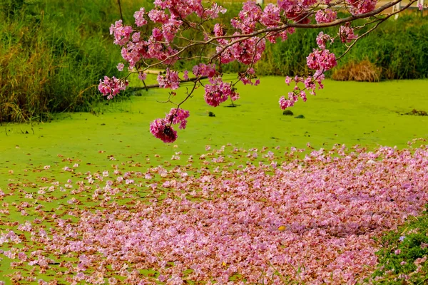 Розовые цветы на трубе у канала — стоковое фото