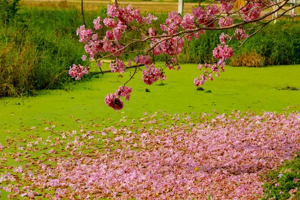 Różowe kwiaty trąbki obok kanału — Zdjęcie stockowe