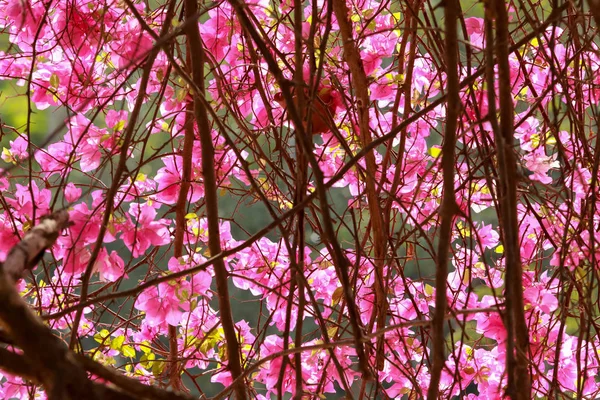 Bougainvillea flores flor de papel rosa en color colorido . — Foto de Stock