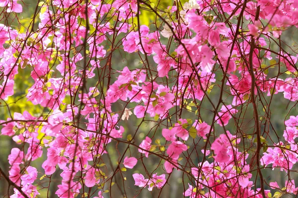 Bougainvillea flores rosa flor de papel na cor colorida . — Fotografia de Stock