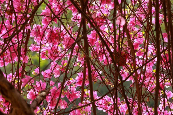 Bougainvillea flores rosa flor de papel na cor colorida . — Fotografia de Stock