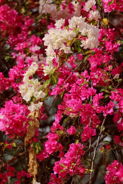 Bougainvillea flores rosa flor de papel na cor colorida . — Fotografia de Stock