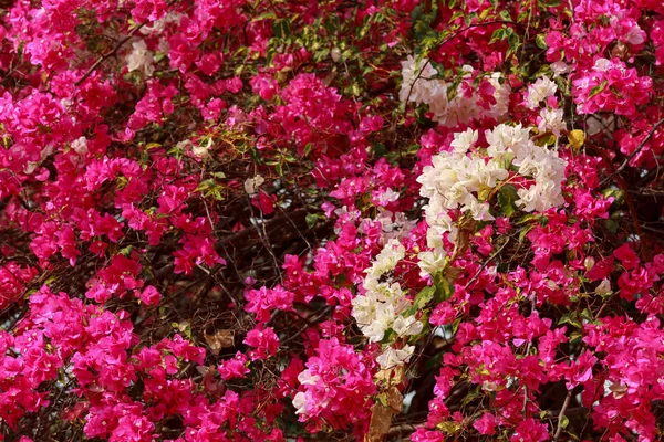 Bougainvillea flowers pink paper flower in colorful color. — Stockfoto