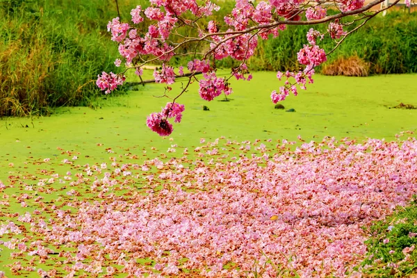 Trompete rosa flores árvore ao lado do canal — Fotografia de Stock