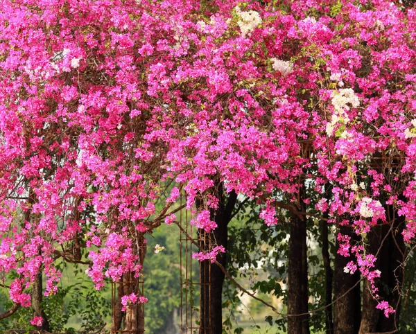 Bougainvillea flowers pink paper flower in colorful color. — Stock Photo, Image