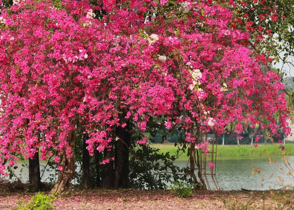 Bougainvillea flores flor de papel rosa en color colorido . —  Fotos de Stock