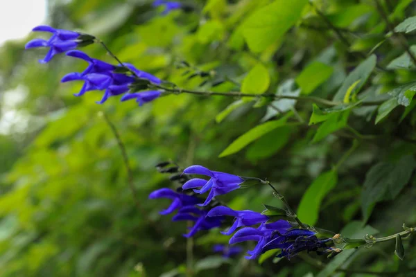 Purple flowers beside the road ,Japan — Stock Photo, Image