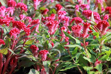 Celosia Argentea var. Cristata Bahçede kırmızı renk