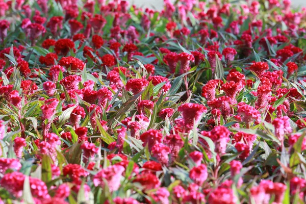 Celosia argentea var. cristata red color in the garden — Stock Photo, Image