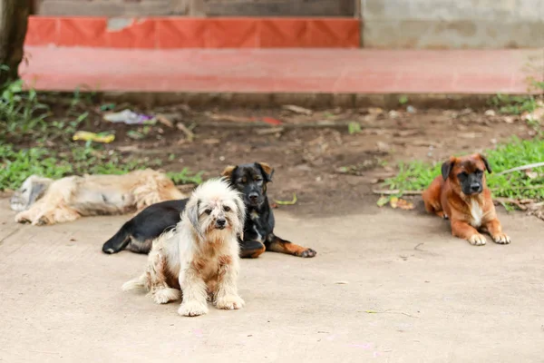 Perros callejeros en el templo, Tailandia . — Foto de Stock