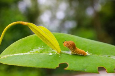 Caterpillar eating leaf. worm on leaf in the morning.