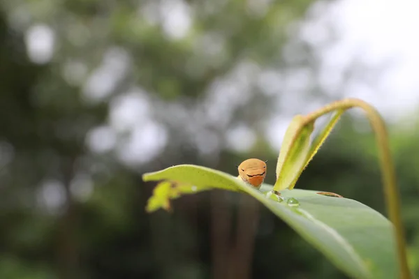 Caterpillar eating leaf. worm on leaf in the morning. — 스톡 사진