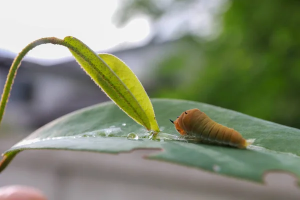 Caterpillar eating leaf. worm on leaf in the morning. — 스톡 사진