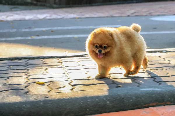 Chlupatí psi kráčející po pěšinách — Stock fotografie
