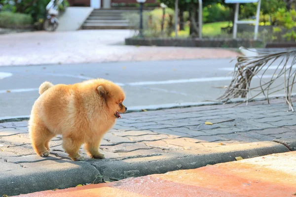 遊歩道を歩く毛皮の犬 — ストック写真