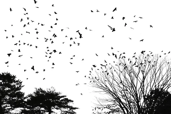 Silhouette Fliegender Vögel Und Baum Isoliert Auf Weißem Hintergrund Stockbild