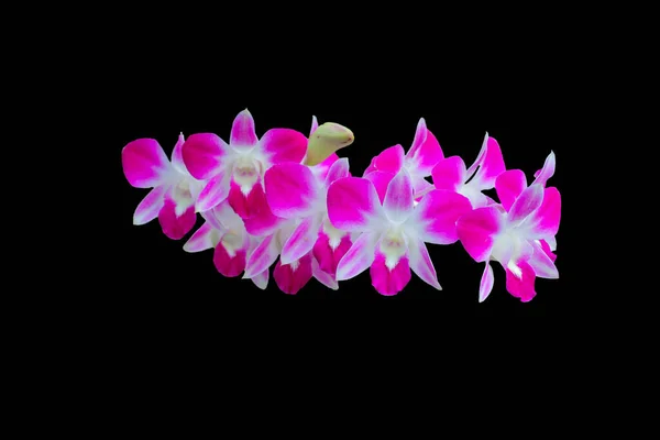 Orchidaceae Izolowane Czarnym Tle Miało Ścieżkę Wycinania — Zdjęcie stockowe