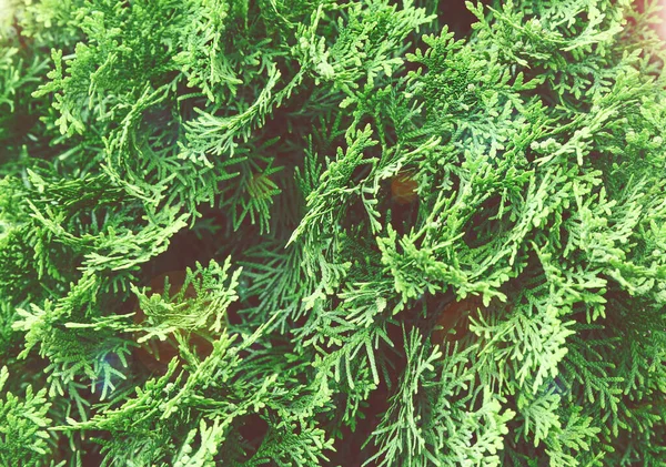 Lush Green Thuja Branches Background — Stock Photo, Image