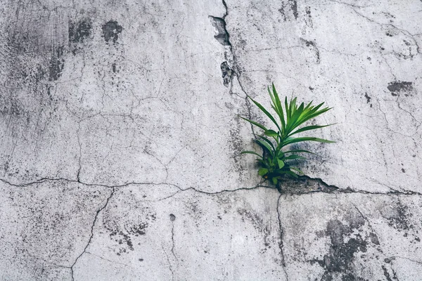 Lonely green plant grows among concrete
