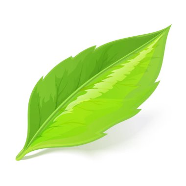 Beyaz arka plan üzerinde gölge ile yalan yaprak yeşil