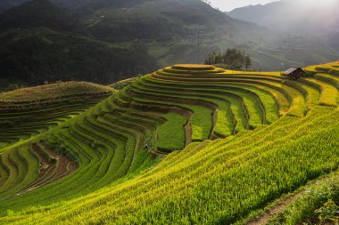 Güzel manzara pirinç tarlaları üzerinde Mu Cang Chai teraslı