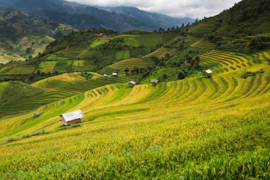 Güzel manzara pirinç tarlaları üzerinde Mu Cang Chai teraslı