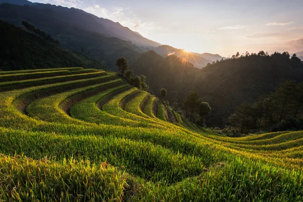 Schöne Landschaft Reisfelder auf Terrassen von Mu Cang Chai — Stockfoto