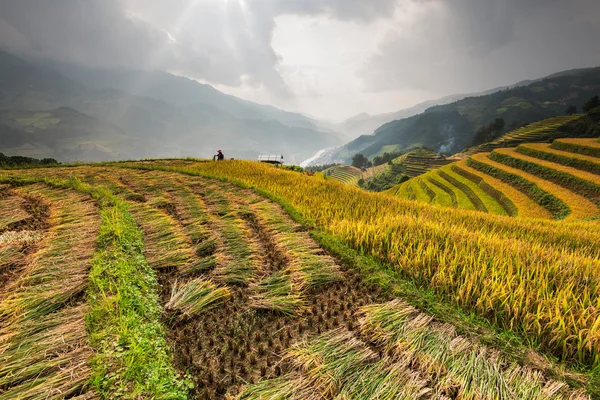 Vackra landskap risfält på radhus av Mu Cang Chai Stockbild