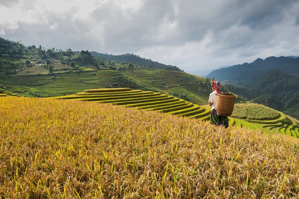 Beautiful landscape rice fields on terraced of Mu Cang Chai — Stock Photo, Image