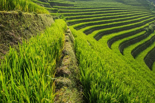 Hermosos campos de arroz de paisaje en terrazas de Mu Cang Chai — Foto de Stock