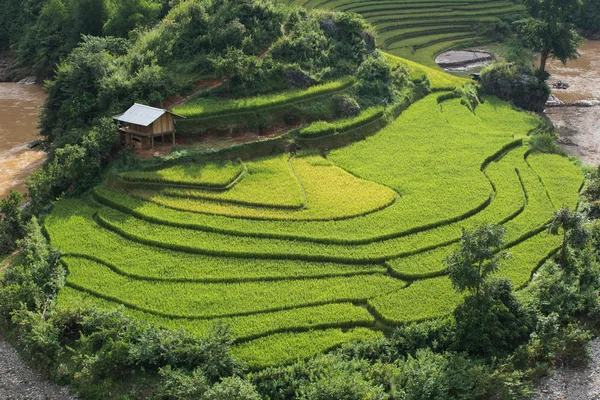 Hermosos campos de arroz de paisaje en terrazas de Mu Cang Chai —  Fotos de Stock