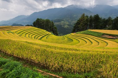 Güzel manzara pirinç tarlaları üzerinde Mu Cang Chai teraslı
