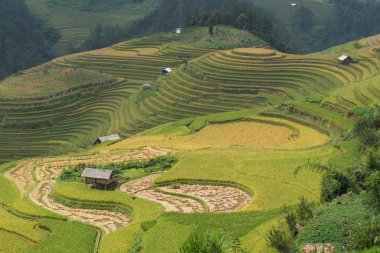 Güzel manzara pirinç tarlaları üzerinde Mu Cang Chai teraslı