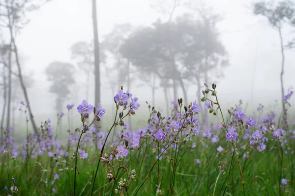 Crested Serpent sweet purple flowers in the rain forest