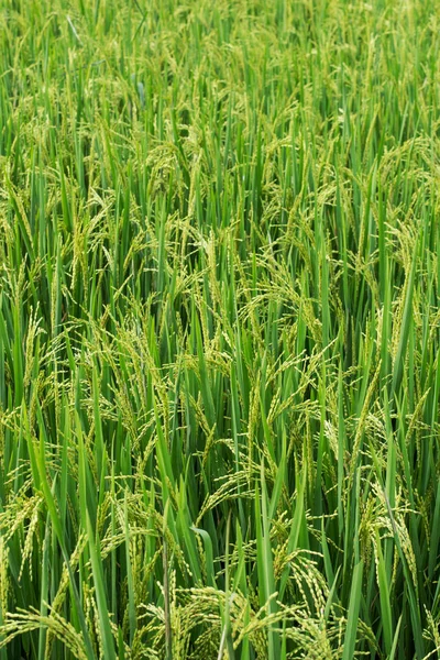 Green ear of rice in paddy rice field — Stock Photo, Image