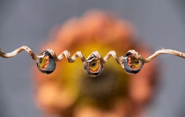 Close-up de gota de água com reflexo de flor — Fotografia de Stock