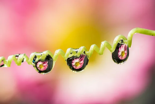 Close-up de gota de água com reflexo de flor — Fotografia de Stock