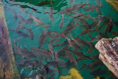 Balık temiz suda grup